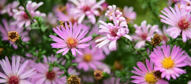 Asters or Michaelmas Daisies