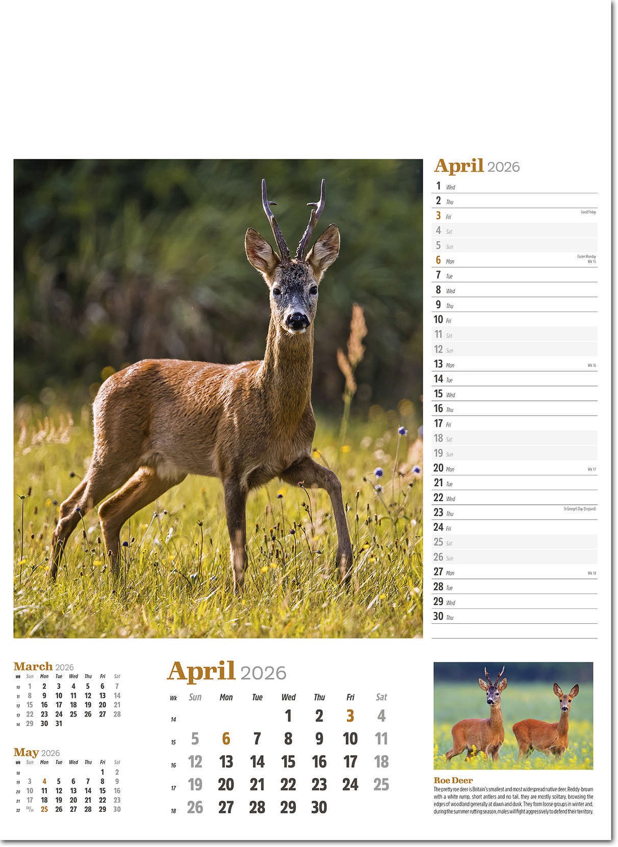 Wildlife in Britain Wall Calendar