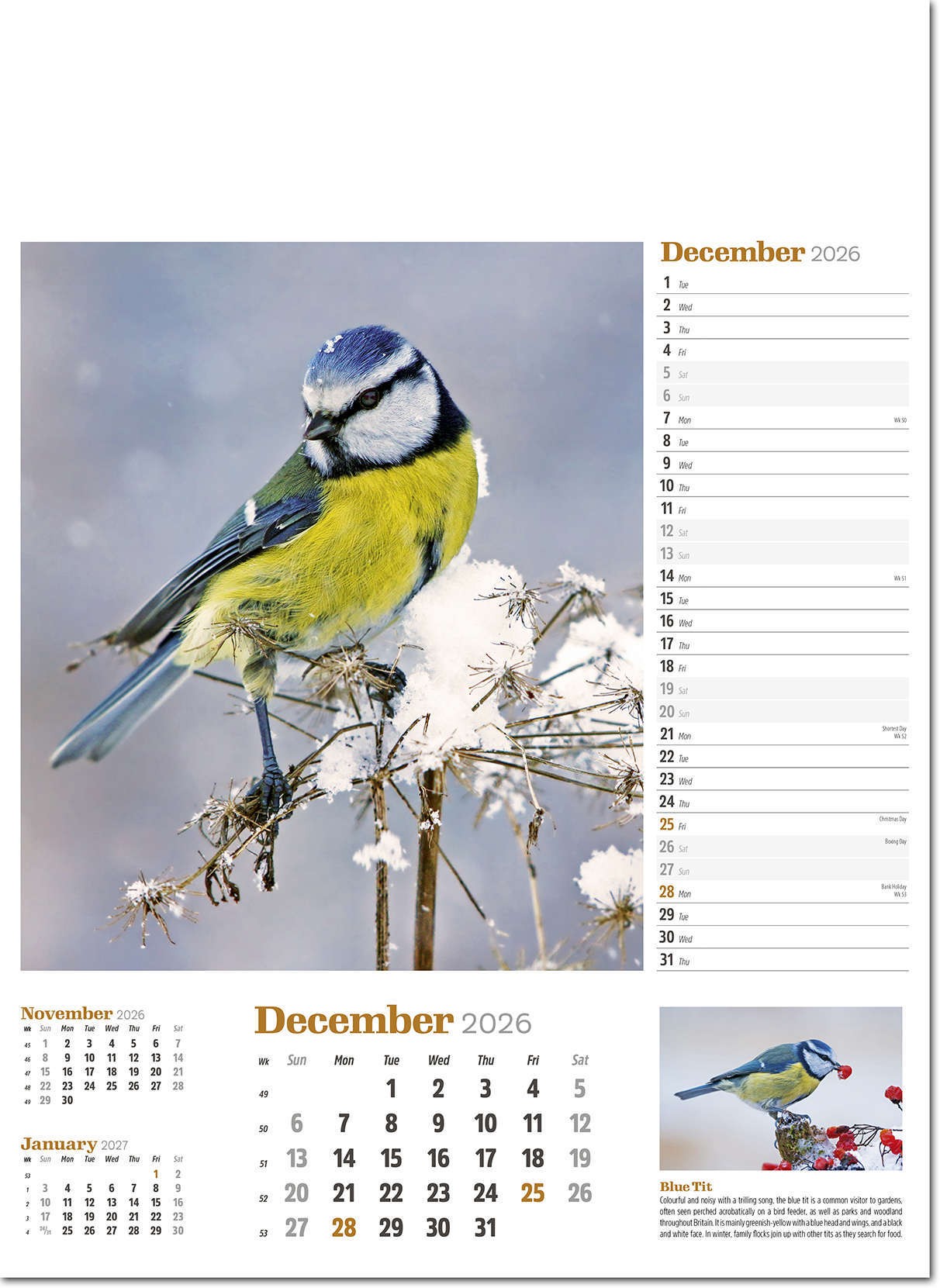 Wildlife in Britain Wall Calendar