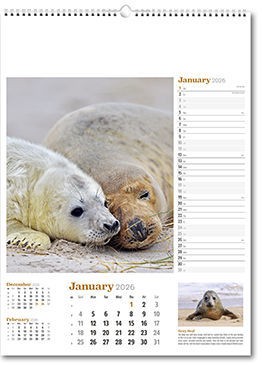 Wildlife in Britain Wall Calendar