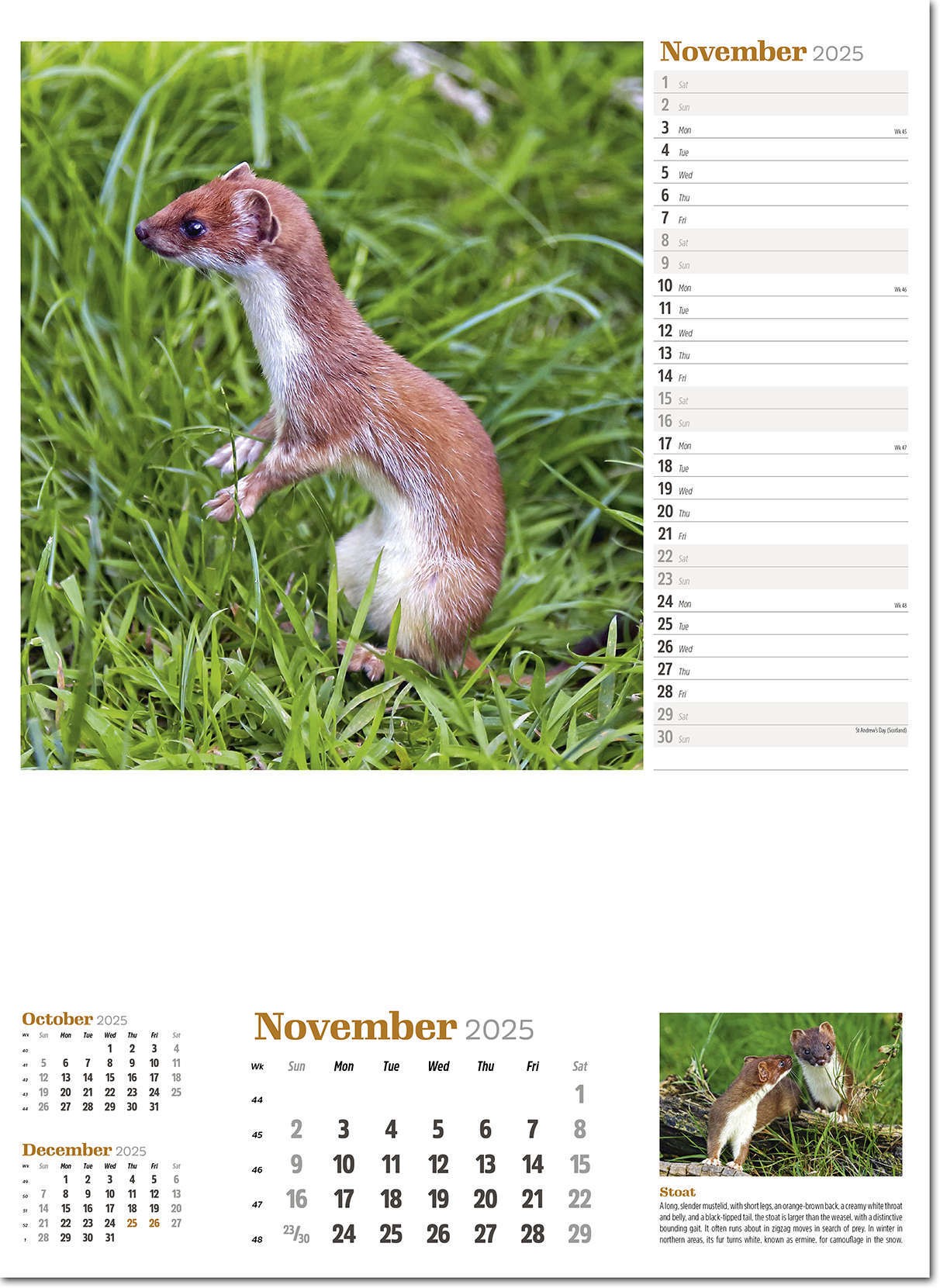 Wildlife in Britain Wall Calendar